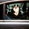 Vibrant Aussie dog decal applied smoothly onto the exterior car door.