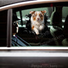 Vibrant Aussie Dog decal shown mounted cleanly on a white car door exterior.