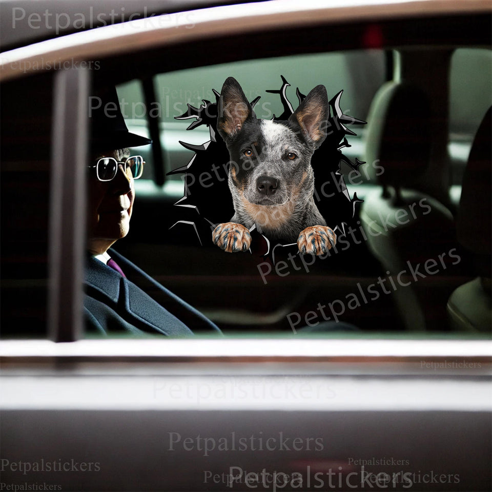 Glossy Australian Cattle dog decal displayed on a car door exterior.