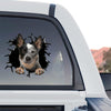 Vibrant Australian Cattle sticker applied to the rear window of a truck.
