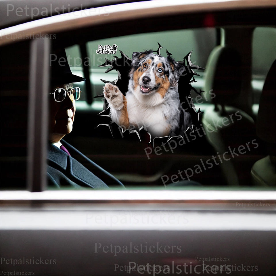 Playful Australian Shepherd decal applied smoothly to a vehicle car door.