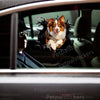 Vibrant Australian Shepherd pet graphic sticker smoothly applied onto a clean car door surface.