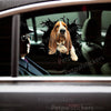 Basset Hound graphic sticker applied smoothly onto a white car door.
