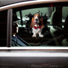 Basset Hound graphic decal applied cleanly onto a vehicle car door.