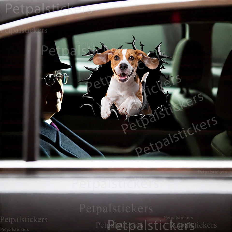 Cute Beagle peering through broken glass applied smoothly onto a car door.