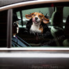Funny Beagle graphic sticker smoothly applied to a white car door surface.