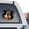 Belgian Malinois standalone product design displayed on a clear vinyl backing.