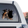 Belgian Malinois graphic decal standalone product design on transparent vinyl background.