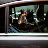 Vibrant Belgian Malinois dog sticker displayed on a clean white car door exterior.