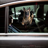 Belgian Malinois graphic decal installed seamlessly on an exterior car door.