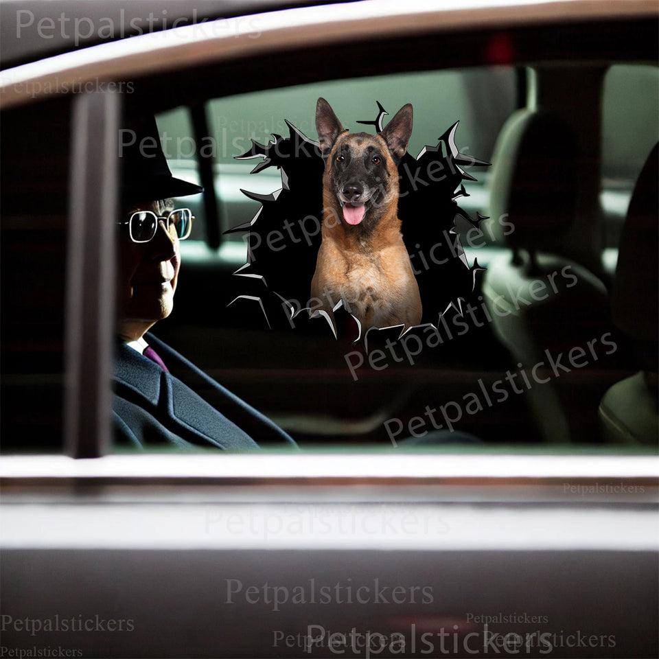 Glossy Belgian Malinois dog sticker applied smoothly to the exterior car door surface.
