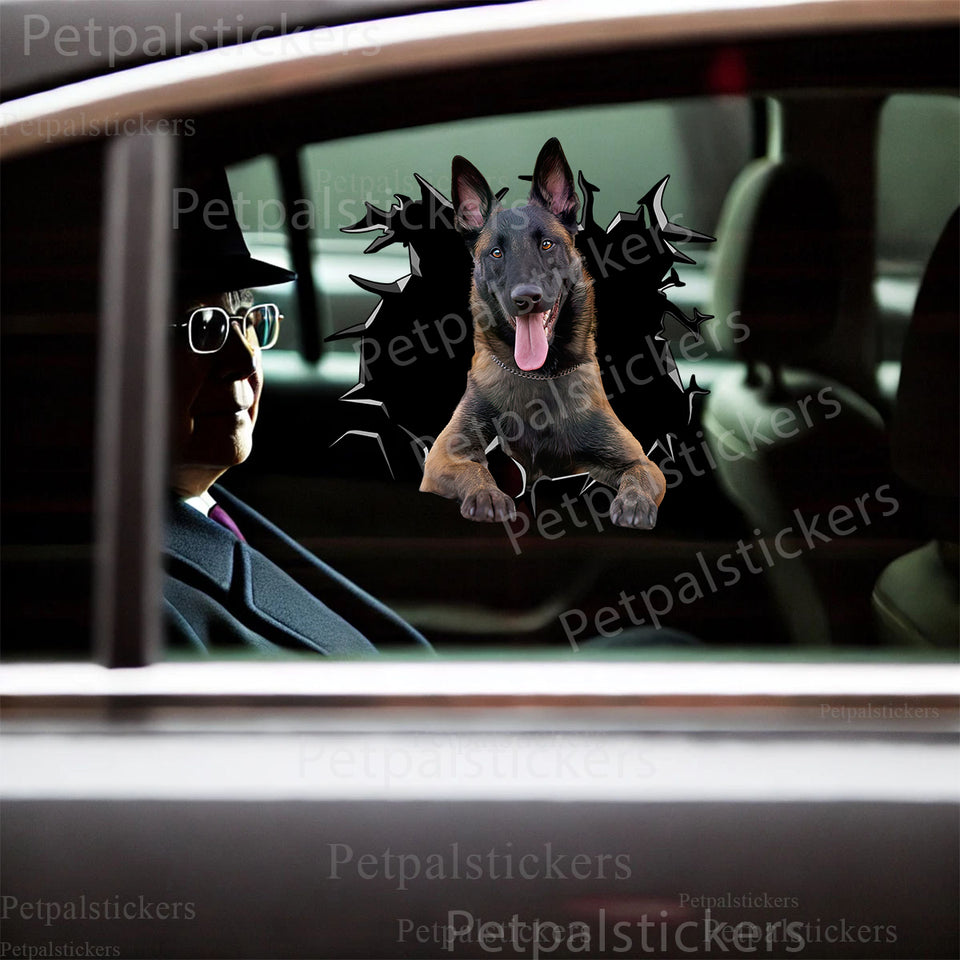 Vibrant Belgian Malinois decal applied seamlessly on a smooth car door exterior.
