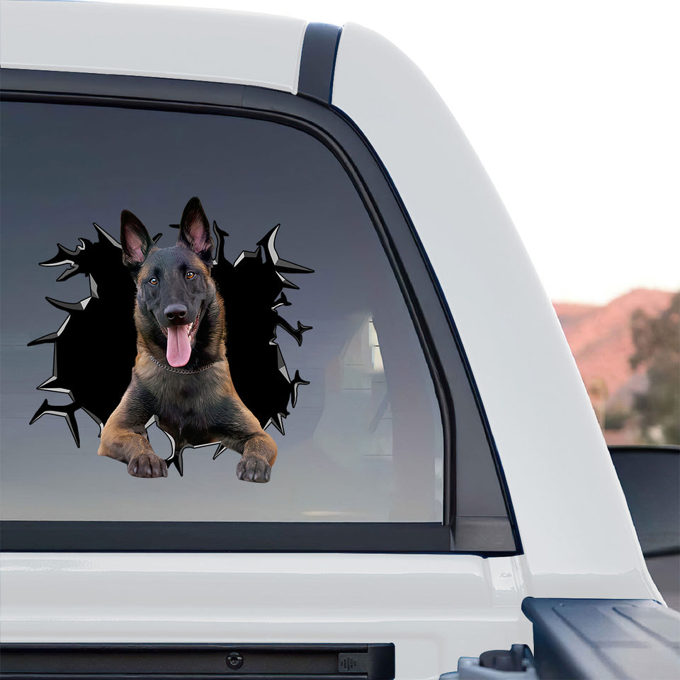 Striking Belgian Malinois dog sticker displayed prominently on the rear window of a truck.