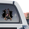 Striking Belgian Malinois dog sticker displayed prominently on the rear window of a truck.
