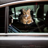 Vibrant Bengal cat vinyl decal applied smoothly to the side panel of a clean car door.