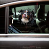Bernese Mountain Dog graphic decal applied neatly to a smooth white car door.