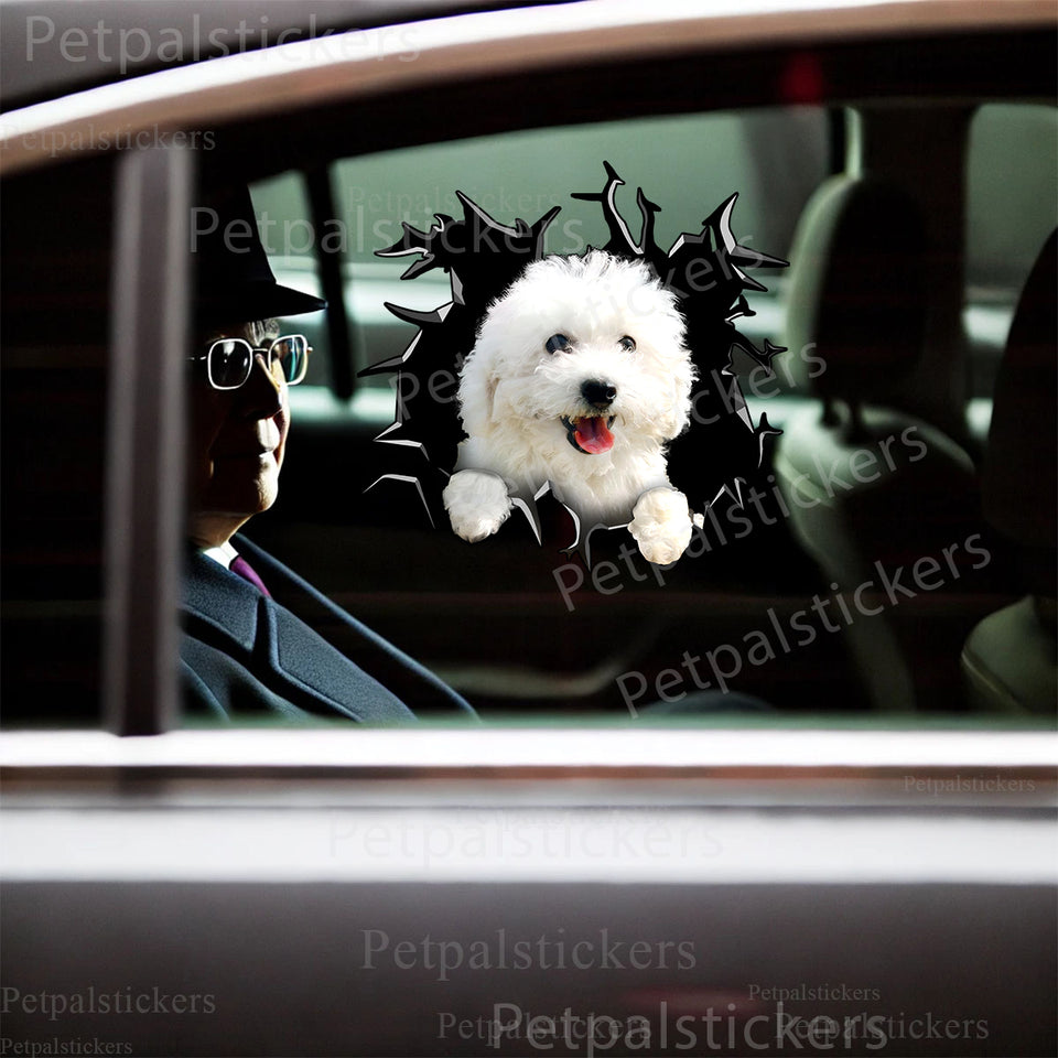 Adorable white Bichon Frise graphic sticker applied smoothly onto a car door exterior.