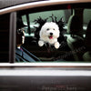 Adorable white Bichon Frise graphic sticker applied smoothly onto a car door exterior.