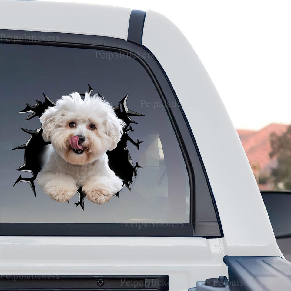 Clear vinyl Bichon Frise car decal graphic featuring a funny pup peeking with tongue out on standalone product design.