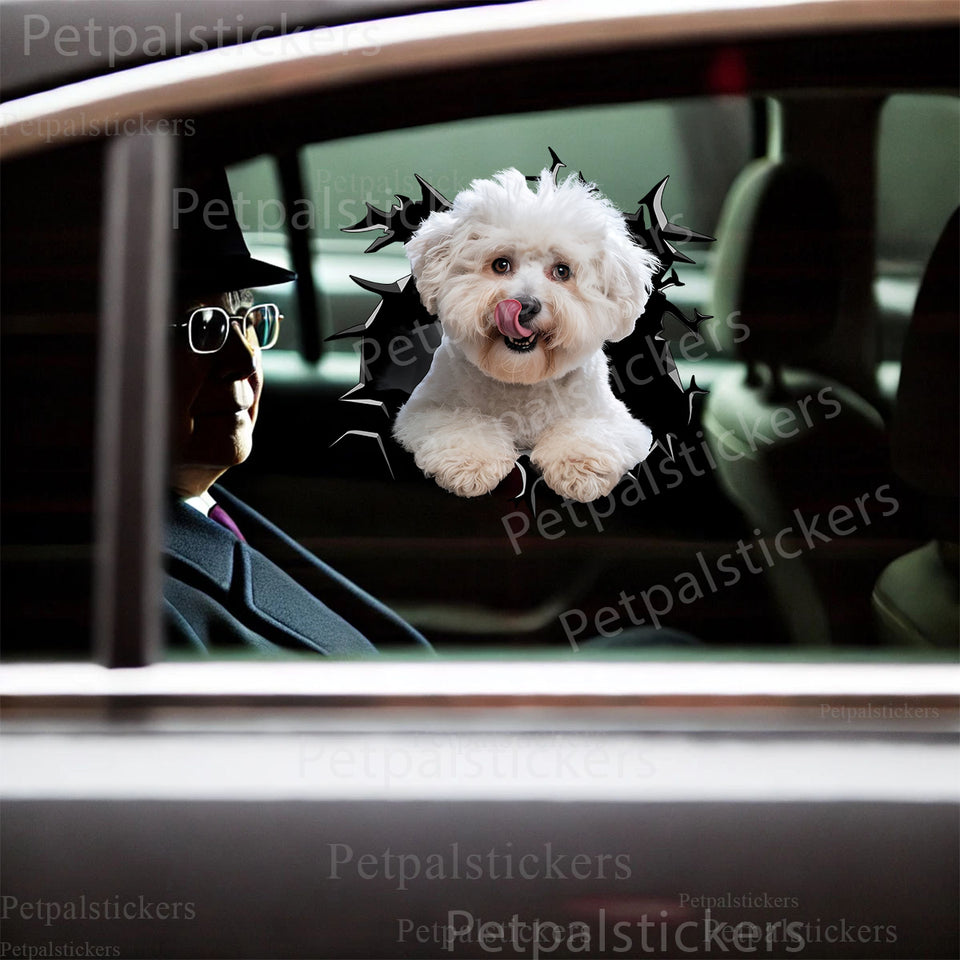 Playful Bichon Frise graphic decal applied smoothly to a vehicle car door surface showing clear gloss details.