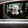 Playful Bichon Frise graphic decal applied smoothly to a vehicle car door surface showing clear gloss details.