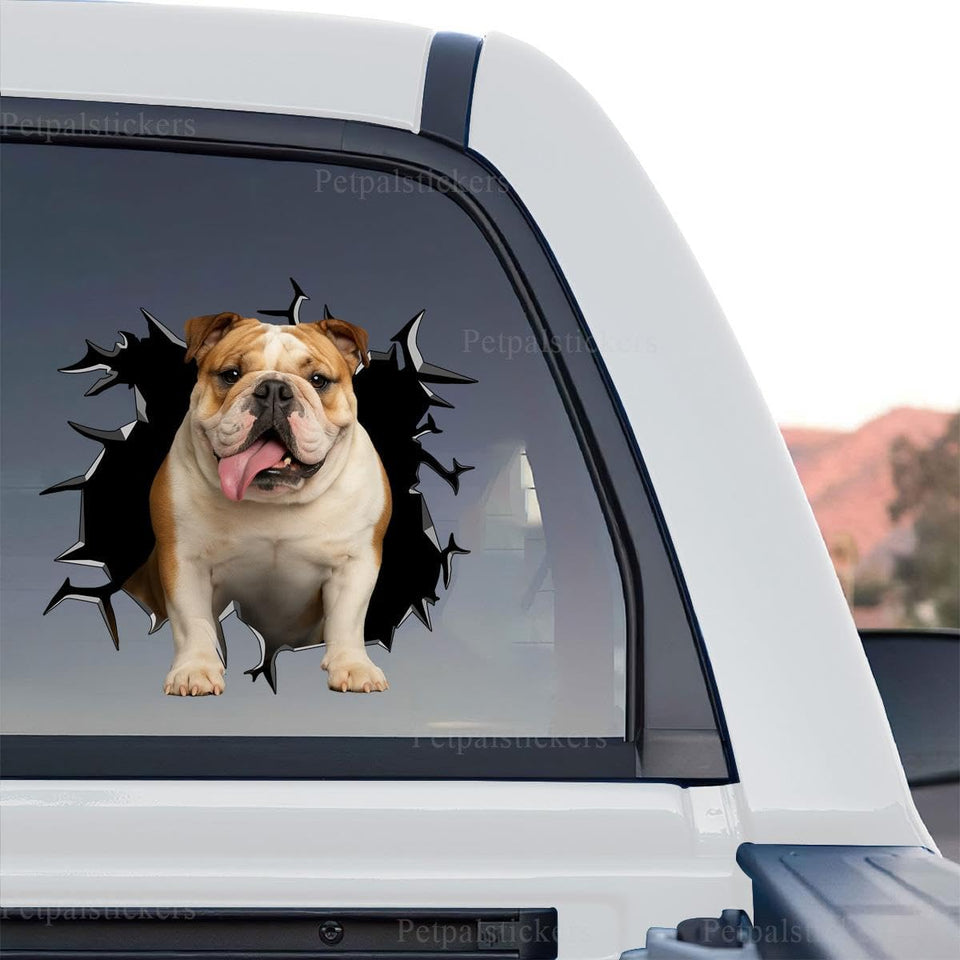 Vibrant Black English Bulldog standalone product design featuring an adorable wrinkled face.