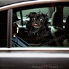 Vibrant Black Pug graphic decal styled seamlessly on a clean car door surface.