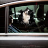 Funny Border Collie dog decal displayed cleanly on a smooth exterior car door.