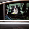 Playful Border Collie graphic decal displayed neatly on a white car door surface.