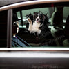 Playful Border Collie waving decal applied seamlessly onto a sleek black car door exterior.