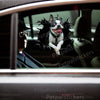 Vibrant Boston Terrier graphic decal applied smoothly onto an exterior car door surface.