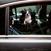 Adhesive Boston Terrier graphic installed cleanly on a car door for a charming custom vehicle look.