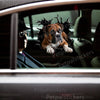 Clear gloss Boxer   And pet sticker adhered smoothly to a white car door.