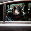 Funny Boxer dog decal applied smoothly onto a white car door exterior.