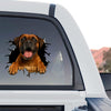 Vibrant Boxer dog sticker applied securely to the rear window of a truck.