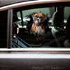 Playful Boxer dog cracked glass decal applied seamlessly to a black car door panel.