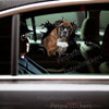 Vibrant Boxer Dog graphic decal displayed cleanly on a white car door exterior.