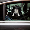 Glossy Boxer dog graphic decal cleanly applied onto an exterior car door.