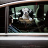 Vibrant Boxer Dog sticker applied smoothly to the exterior car door of a modern passenger vehicle.