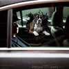 Boxer dog decal displayed on a glossy car door showing detailed breed artwork.