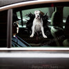 Vibrant Boxer Dogs graphic decal applied smoothly onto the side car door of a white vehicle.