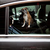 Glossy Brindle Boxer dog decal applied smoothly onto an exterior car door.