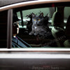 Vibrant British Shorthair Cat decal displayed on a clean vehicle car door.