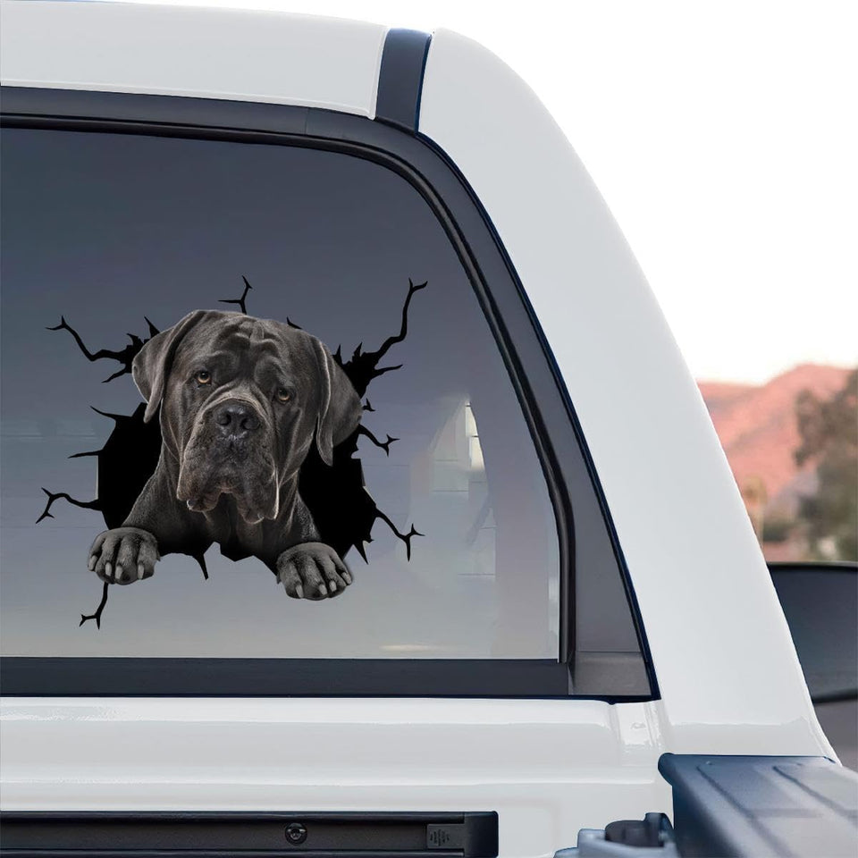 Vibrant Cane Corso decal featuring a standalone product design on clear gloss vinyl film.