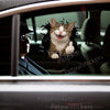 Realistic cracked glass cat graphic decal adhered smoothly to a white car door exterior.