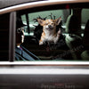 Peeking Chihuahua vinyl decal applied neatly on a white car door exterior.