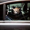 Chihuahua graphic decal applied smoothly onto an exterior car door.