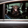 Glossy Chocolate Lab dog sticker displayed on a dark car door exterior.
