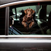 Vibrant Chocolate Lab sticker displayed cleanly on the smooth exterior of a white car door.