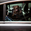 Chocolate Labrador graphic decal displayed cleanly on the smooth exterior of a white car door.